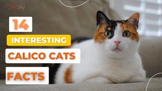 14 Interesting Calico Cats Facts!
