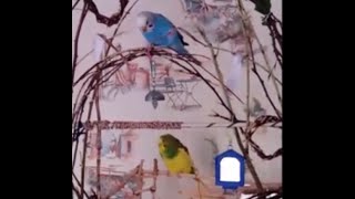 Будни двух подружек попугайчиков
