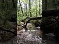 Gurgling stream in Asheville.  #asheville #ashevillenorthcarolina #nature #mountainstreams