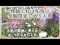 【ガーデニング】【お庭が垢抜けるお花】一株植えればグッとおしゃれになるお花🌸素敵なお花が開花中✨可愛い過ぎ‼️一目惚れでお迎えした芍薬🥰
