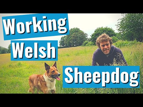 Farm vlog moving sheep. Meet our Welsh Sheepdogs