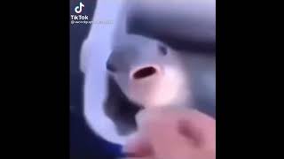 Fish sucks finger then gets thrown bruh #shorts #memes