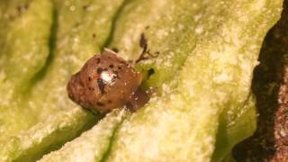 African Snails Lissachatina Fulica In Spotlight