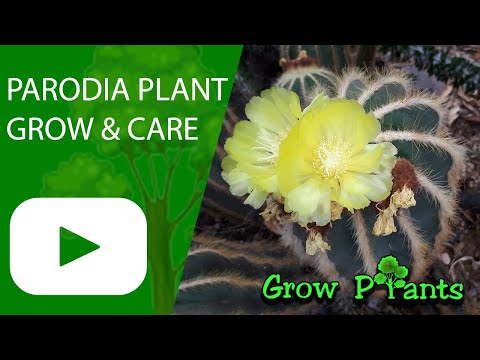 Vídeo: O que é Parodia Cactus - Informações sobre o cultivo de plantas de cactos de bola