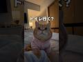ルナの健康管理が厳しすぎる件。 #cat #子ネコ #猫動画 #猫動画 #猫のいる暮らし #猫のいる暮らし #好きな子猫 #好きな子猫 #猫好きさんと繋がりたい #猫のいる生活