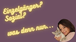 Ist die Katze ein Einzelgänger oder nicht?