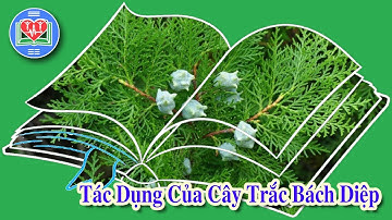 Tác Dụng Của Cây Trắc Bách Diệp Đối Với Sức Khỏe Chủ Động Con Người