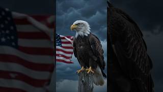 Angry bird #usa #usashorts #funny #creativeshorts #comedy