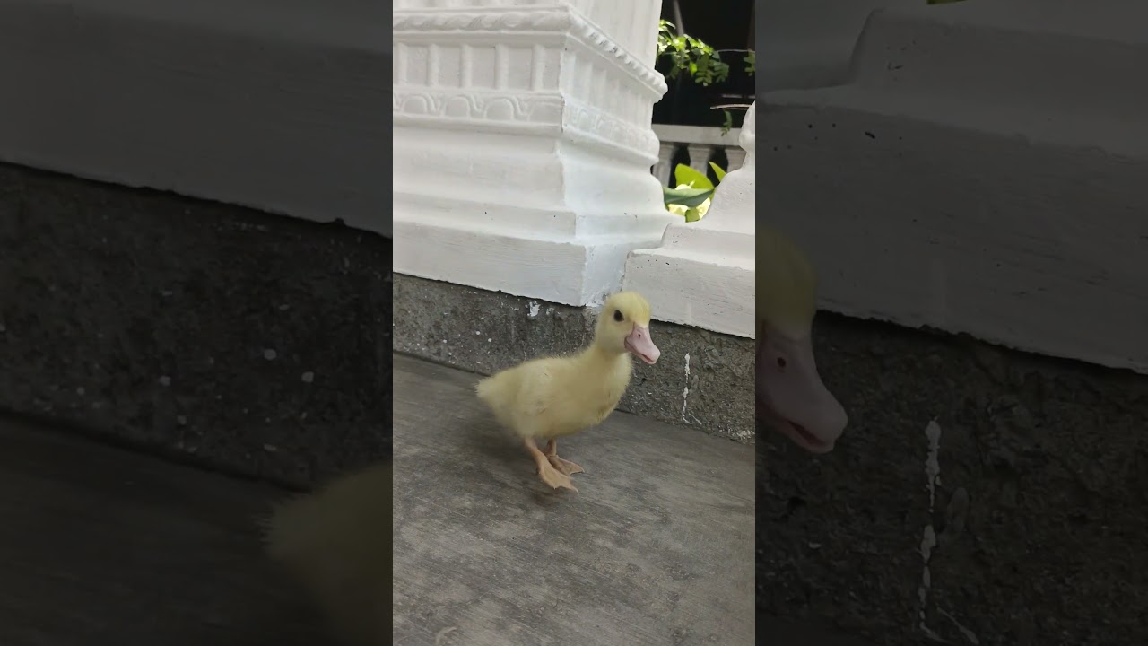 cute baby duckling anak bebek lucu #anomali #ducklingspro #bebek #bebeklucu #cuteduck #cuteducks