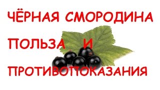 видео Лечение листьями черной смородины - как делать чай из листьев черной смородины