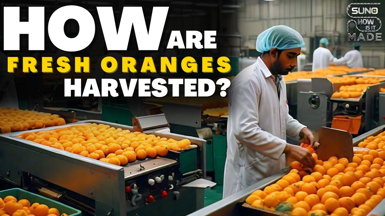 Orange Natural Ripe Process How Fresh Oranges Are Harvested? | Factory Process | Suno's How Is It ...