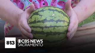 Watermelon season has begun in California. Here's how to pick the right one.