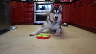 Dogs Puzzles - FAIL screenshot 5
