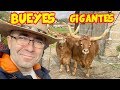 Bueyes en PORTUGAL 🐂 CHULETÓN GIGANTE 🥩GANADERÍA