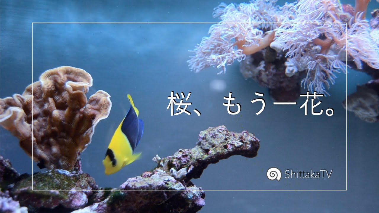 パクパクウミアザミ付きライブロック SPLASHでブルームウミアザミ🌸とSPS🍘お迎え！ No.087 - YouTube