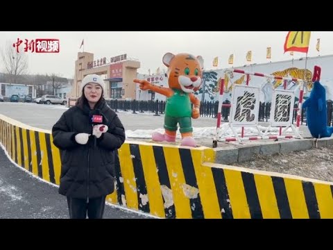 东北虎“换装”迎新年 百兽之王也“卖萌”