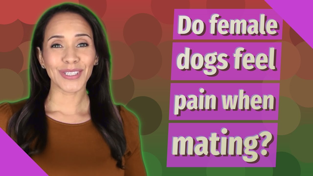 Do Female Dogs Feel Pain When Mating YouTube Do Female Dogs Feel Pain When Mating YouTube