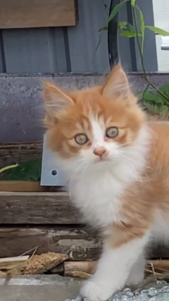 ちび猫ブラザーズ🐱3ヶ月後の姿は‥ #shorts - YouTube