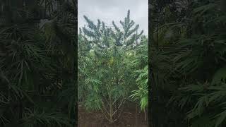 Grow log 2026 Harvest window starting