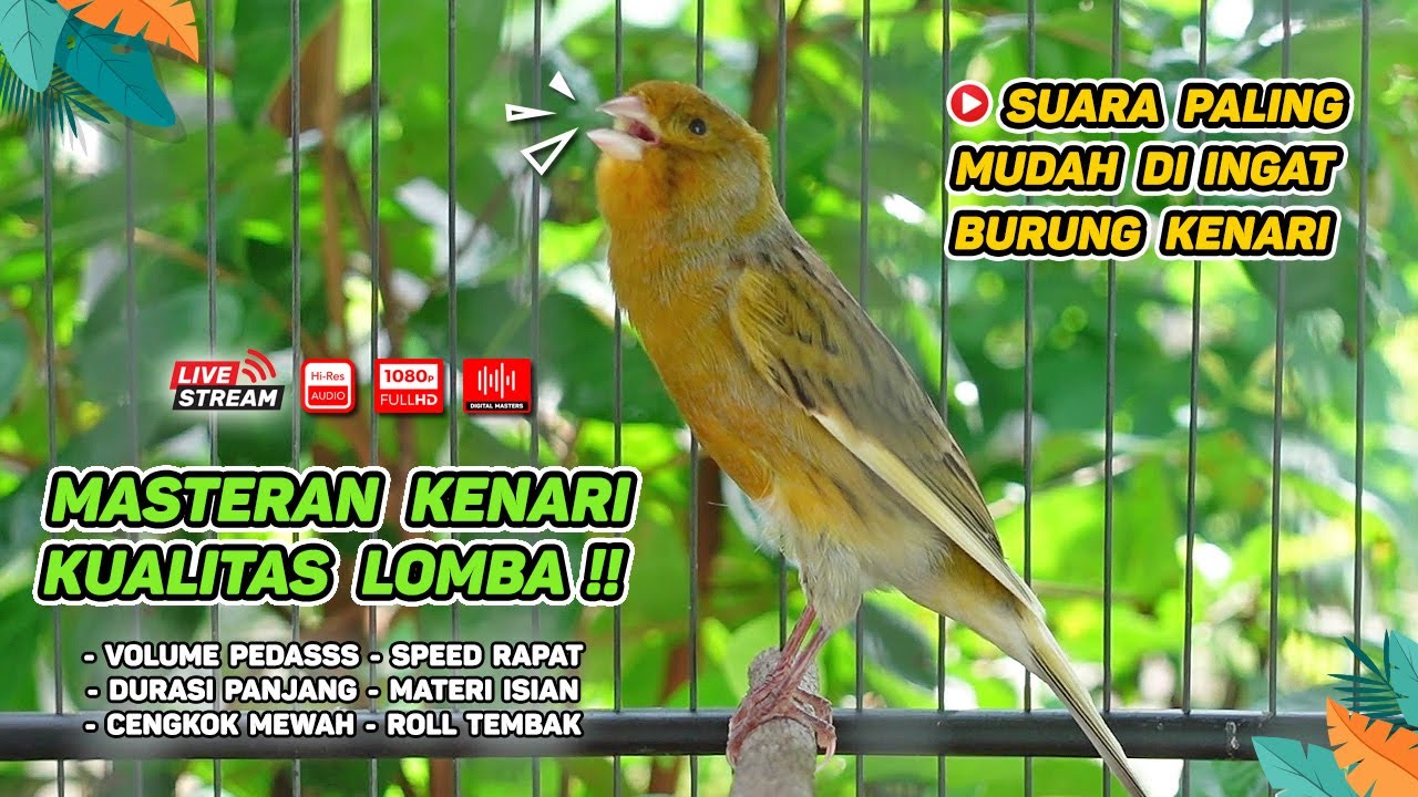 Pancingan Suara Kenari Gacor‼️ Ampuh untuk Masteran Kenari Muda dan Terapi Kenari Macet Bunyi 551