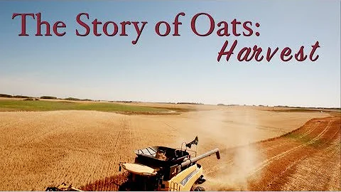 Story Of Oats: Harvest