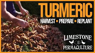 How to harvest, prepare and replant turmeric
