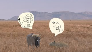 Wildebeest from YuLiu- African savannah 2.0#wildanimals by Liuyu Animation 67,316 views 1 year ago 1 minute, 50 seconds