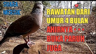 RAWATAN DARI UMUR 4 BULAN AHIRNYA BUKA PARUH JUGA~TEKUKUR SUARA MERSIK