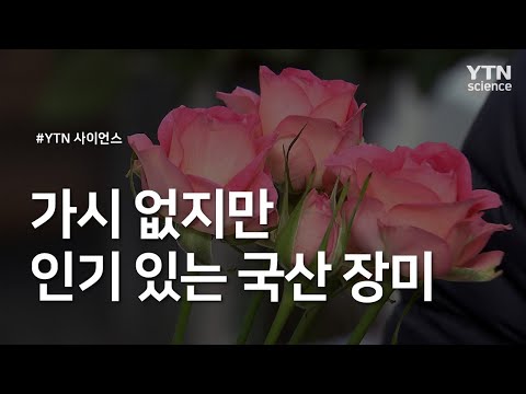 가시 없지만 인기 있는 국산 장미 / YTN 사이언스
