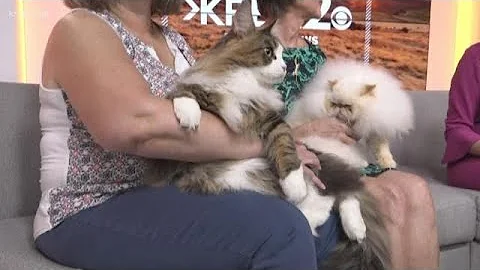 TICA Cat Show Comes to Spokane