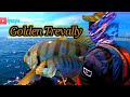 GOLDEN TREVALLY ON KAYAK !!! KAYAK FISHING MALAYSIA..VLOG # 62