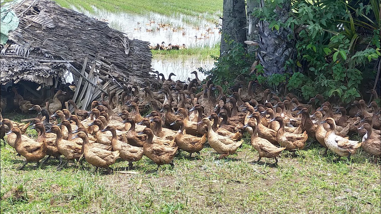 Duck Video full 1hour