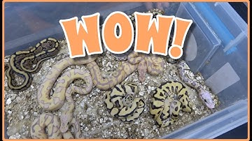 Ball Python Clutch Update! So Many Colours!