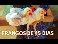 FRANGOS DE CORTE 45 DIAS | Os pintinhos desenvolveram bastante | PARTE 3