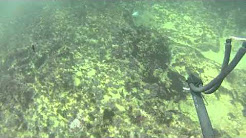 Spearfishing Forresters Beach