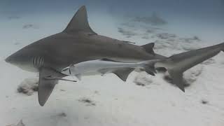 MarDe Dani en México, Riviera Maya, Playa del Carmen, Bull Shark Diving Phantom Divers