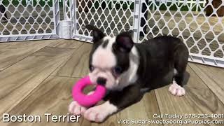 Our New Year Boston Terrier Puppies are Waiting For You 122923