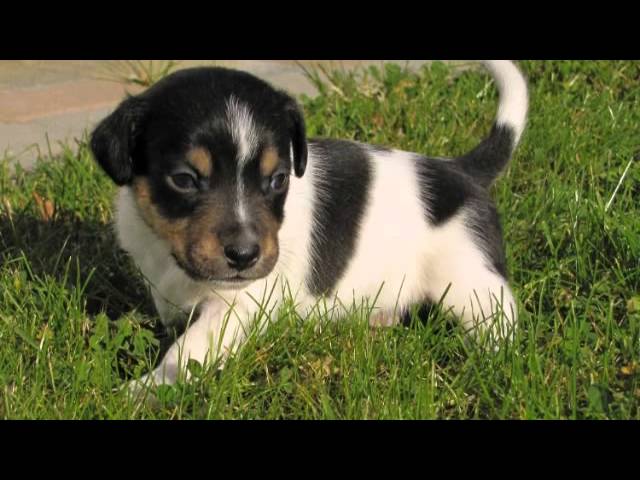Süße Jack Russell Welpen zu verschenken! 3 sddefault