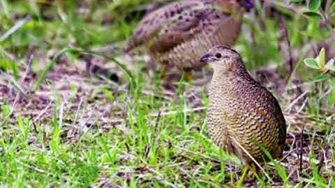 tiếng cút chuẩn nhất 2022 đánh bao chạy bổi