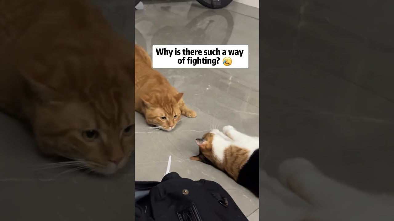 The fun of a multi-cat family. 🐱🤣🤣