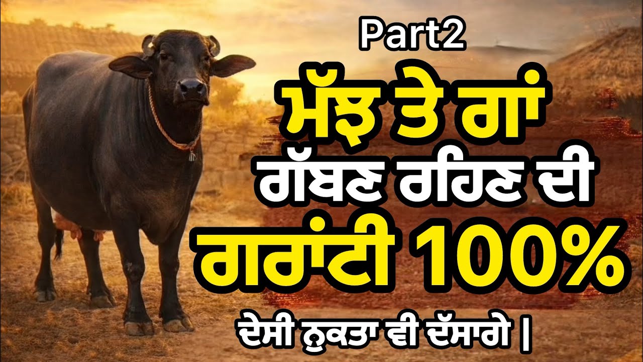 ਮੱਝ / ਗਾਂ ਗੱਬਣ ਰਹਿਣ ਦੀ ਗਰੰਟੀ ਭਾਗ 2/ਦੇਸੀ ਨੁਸਖੇ ਤੇ ਪੱਕੇ ਤਰੀਕੇ |100%ਗਰਾਂਟੀ end ਤੱਕ ਦੇਖਿਓ।