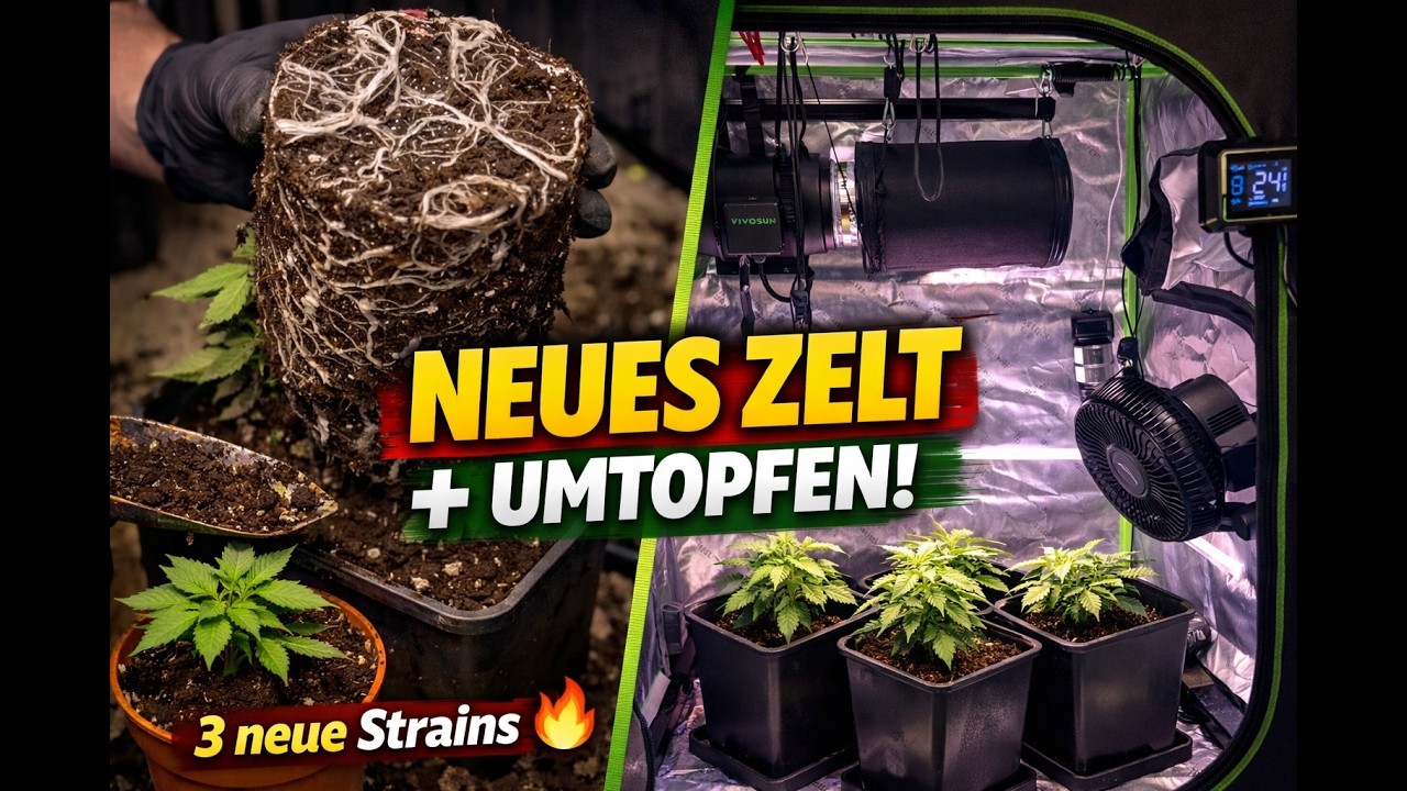 Neues 120x120 Growzelt + Humboldt Strains umgetopft 🌱 Neuer Run beginnt