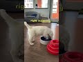 Doggo Goes Crazy In Water Bowl