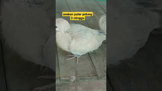 anakan puter pelung 3minggu