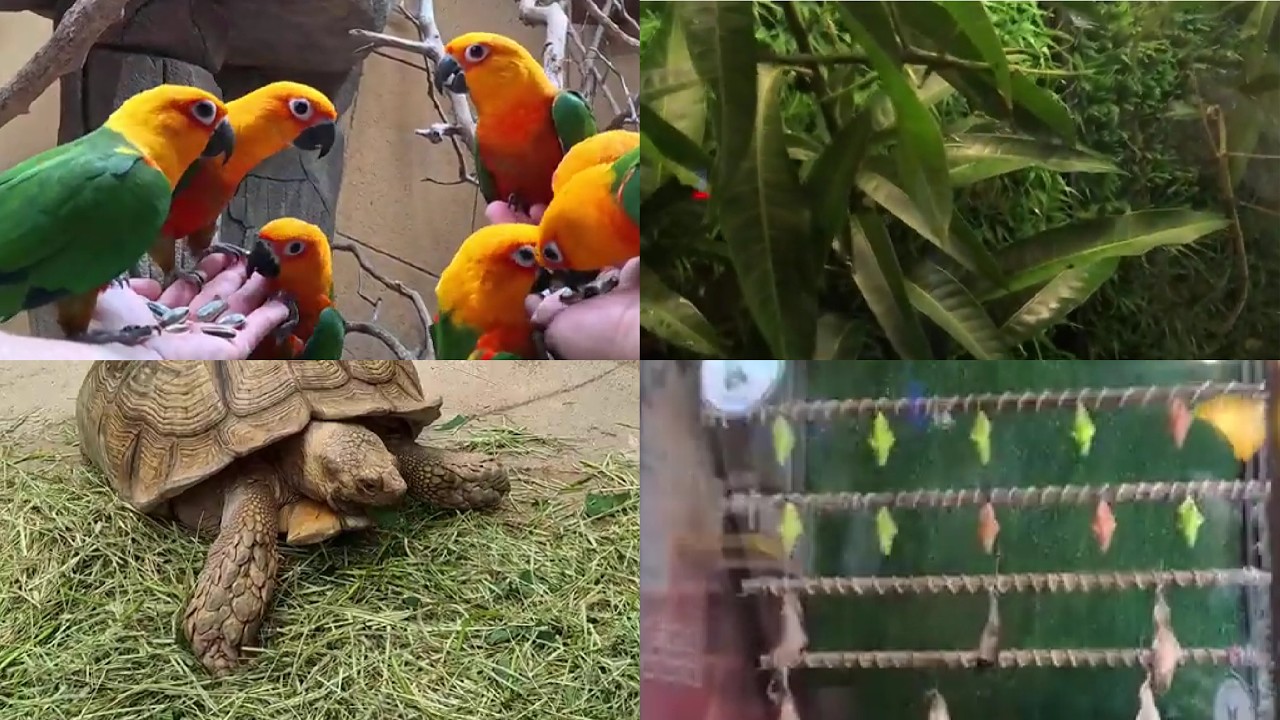 Insta360 Ace Pro: Wild Encounters & Animal Feeding at Melaka Butterfly & Reptile Sanctuary Part 1