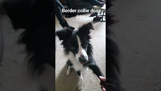 stubborn border collie finally does paw!!!!! #bordercollie, #dog #tricks