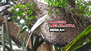 Download Lagu Meski banjir hasil madu tak mau kalah#bee #honney #panen #madu MP3 Download Lagu Meski banjir hasil madu tak mau kalah#bee #honney #panen #madu MP3