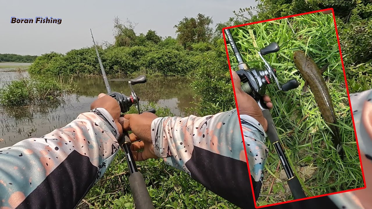 ខ្នាតតឹងដៃបស់គេដែរតើ Snakehead fishing in the lake use live frog fishing bait