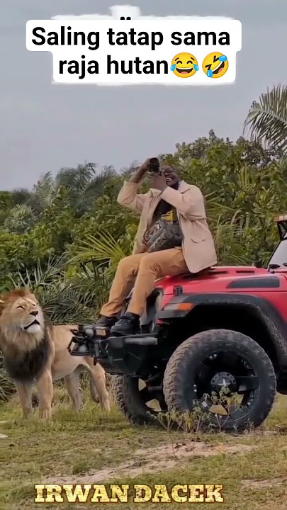 saling tatap sama raja hutan 😂🤣 #shortvideo #ngakak #rajahutan #singa