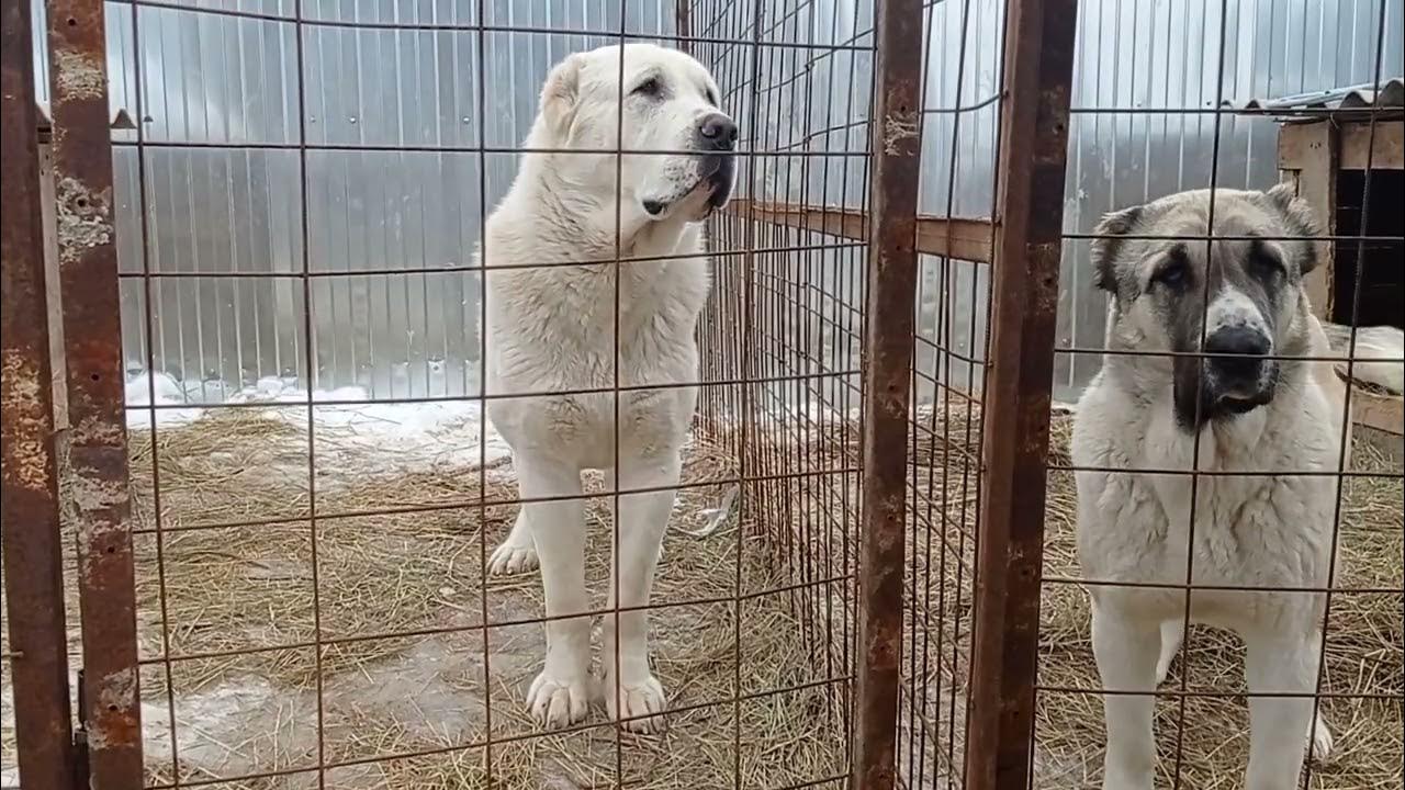 Алабай белый